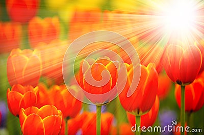 Tulip flowers with sun rays Stock Photo