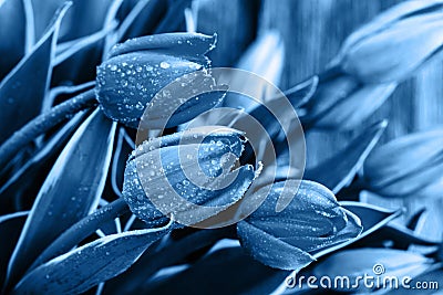 Tulip flowers with water drops. Color of the year 2020 classic blue toned. Closeup, selective focus Stock Photo