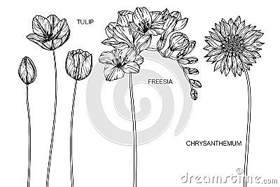 Tulip, Freesia, Chrysanthemum flowers drawing and sketch. Vector Illustration
