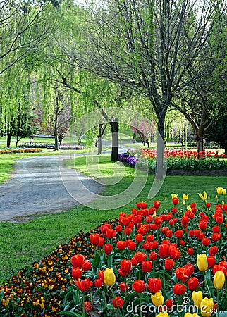 Tulip Garden Stock Photo