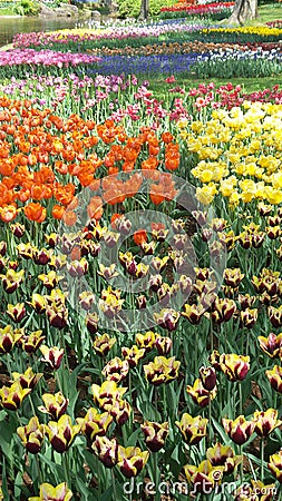 Tulip Garden with Beautiful Bonding Colors Stock Photo