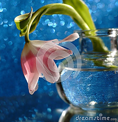 tulip glass vase bokeh background reflection glitter Stock Photo