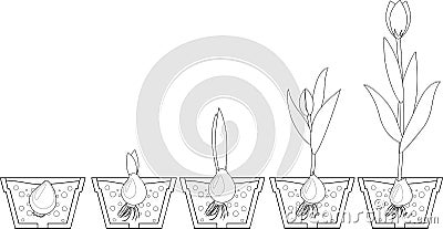 Tulip growth stage. Coloring Stock Photo