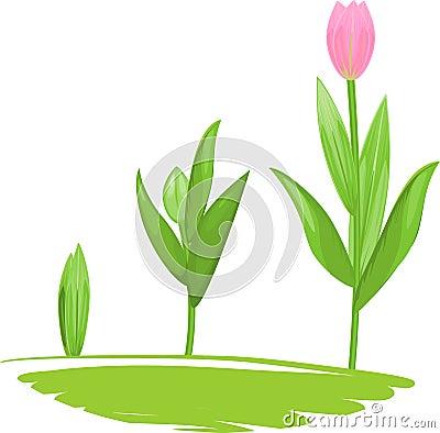 Tulip growth stage Stock Photo