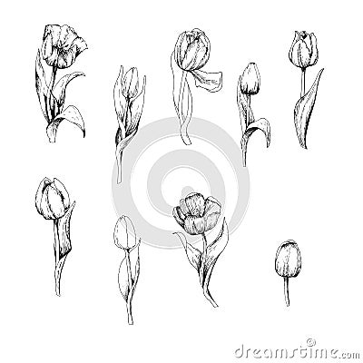 Tulip is a hand drawn set of Tulip branches. Sketch. 9 flowers isolated on white background. Vintage vector illustration Vector Illustration