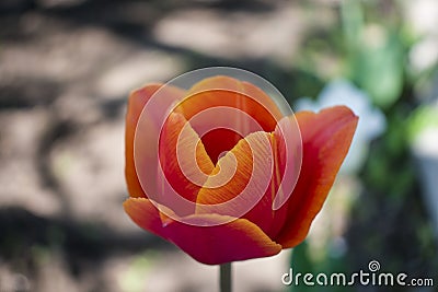 Tulip in a home garden closeup Stock Photo