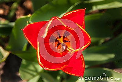 Tulip Stock Photo