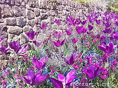 Tulip and lilly flower. Beautiful flowers in the field. Stock Photo