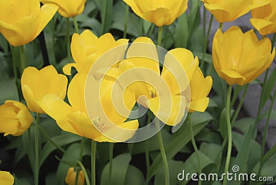 Tulip Muscadet Single Late Group grown in flowerbed. Stock Photo