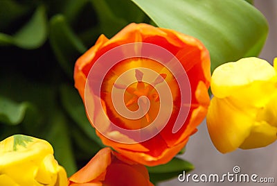 Tulip Stock Photo