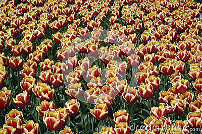 Tulip Patterns Stock Photo