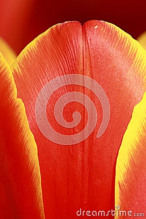 Tulip Petal Close Up Stock Photo