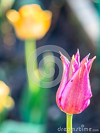 Tulip on the plot of land. Stock Photo