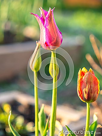 Tulip on the plot of land. Stock Photo