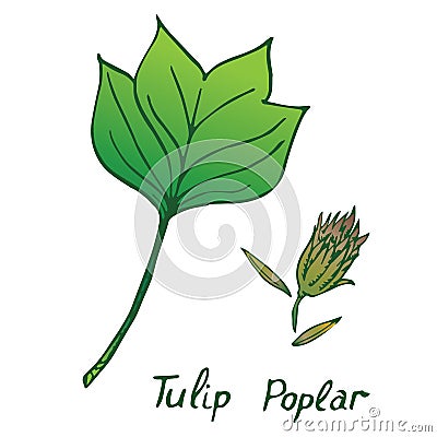 Tulip poplar Liriodendron tulipifera or American tulip tree leaf and seed Vector Illustration