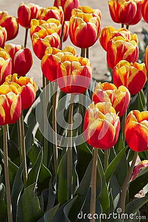 Tulip Rambo flowers in red and yellow colors in spring sunlight Stock Photo