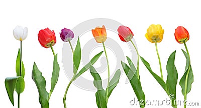 Tulip Row Stock Photo