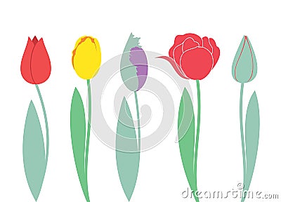 Tulip. Set Vector Illustration