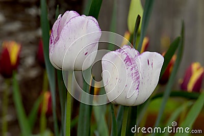 White with Purple Highlights Tulip Shirley Stock Photo