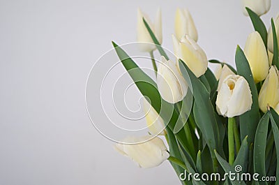 Tulip Snow Lady classic triumph white. bouquet of tulip color light, white Stock Photo