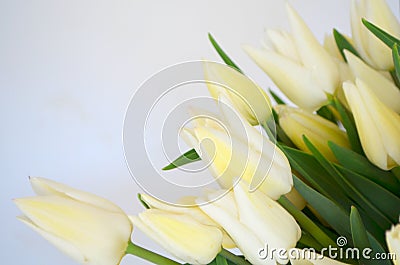 Tulip Snow Lady classic triumph white. bouquet of tulip color light, white Stock Photo