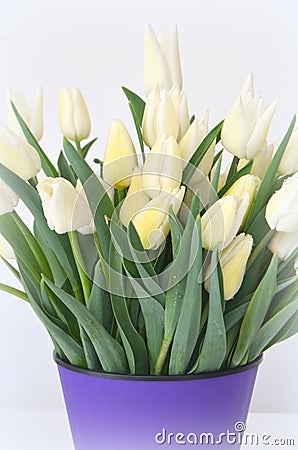 Tulip Snow Lady classic triumph white Stock Photo