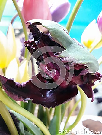 Tulip is spreading. Bouquet in a vase. Stock Photo