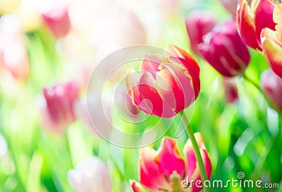 Tulip in spring with soft focus Stock Photo