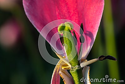 Tulip Stamen Pink petal Stock Photo