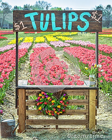 Tulip Stand at Tulip Festival with Blooming Tulip Flowers Stock Photo