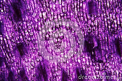 Tulip stem cells at the microscope Stock Photo