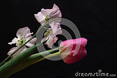 Tulip and sweetpea isolated on a black background Stock Photo