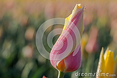 Tulip Swirl Stock Photo