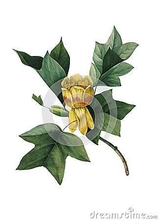 Tulip tree Antique Flower Illustration Cartoon Illustration