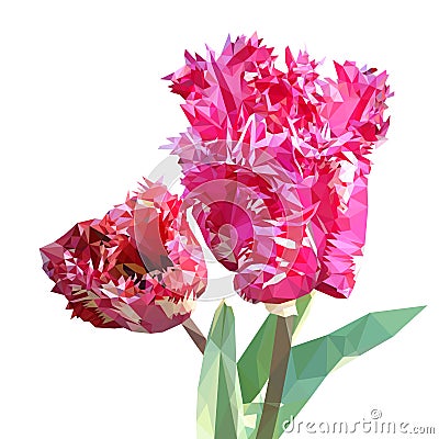 Tulip triangulated. bouquet of flowers, white, pink, curly tulip Vector Illustration