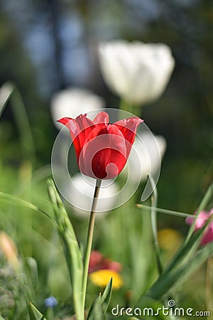 Tulip (Tulipa) Stock Photo