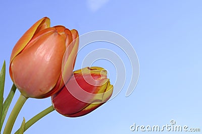 Tulip beautiful spring colorful flowers close up Stock Photo