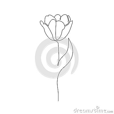 Tulip on white background Vector Illustration