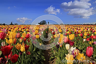 Tulip Stock Photo