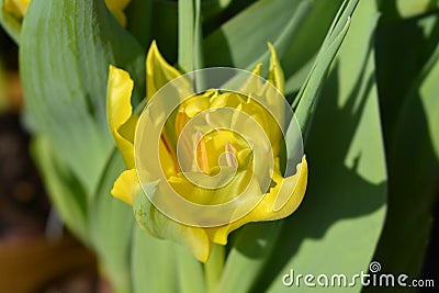 Tulip Yellow Baby Stock Photo