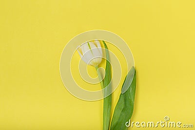 Tulip on a yellow background Stock Photo