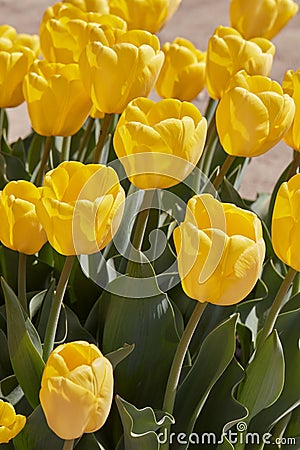 Tulip yellow flowers in spring sunlight Stock Photo
