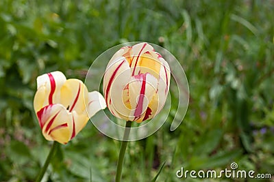 Tulip yellow with red stripes Stock Photo