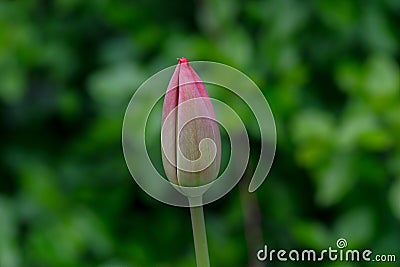 Tulipa Bud Stock Photo