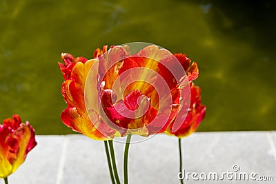 Tulipa of the Flaming Parrot species Stock Photo