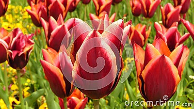 Tulipa Gavota Triumph Tulip in park. Maroon flowers edged with creamy yellow shades. Blooming flowering tulips in garden. Stock Photo