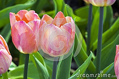 Tulipa of the Jumbo Beauty species Stock Photo