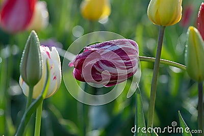 Tulipa Sidways Stock Photo