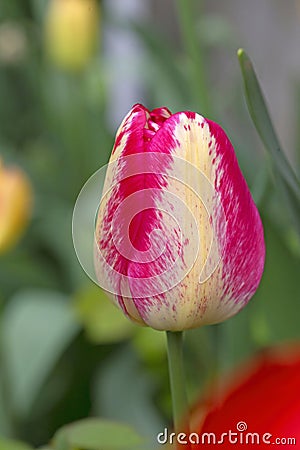 Tulipa Triumph 'Cameleon Rouge' Stock Photo