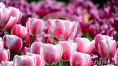tulipas tulipas